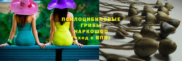 сатива Аркадак